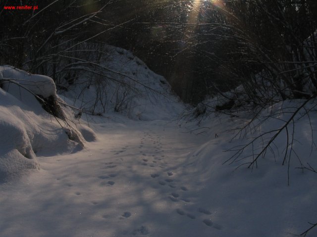 Włosanka zimą